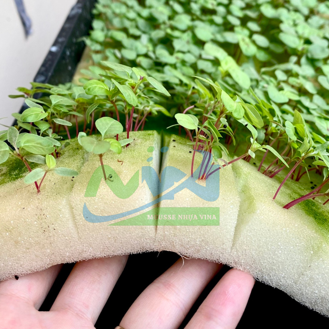 MÚT TRỒNG CÂY – GIẢI PHÁP TRỒNG CÂY SẠCH, HIỆU QUẢ CAO 1