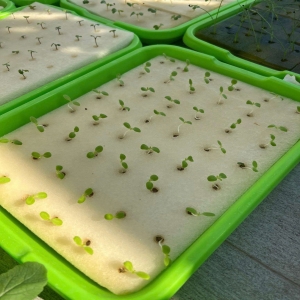 Mút Trồng Thủy Canh 56 Viên Có Lổ