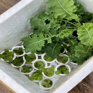 Mút Trồng Thủy Canh 96 Viên Có Lổ